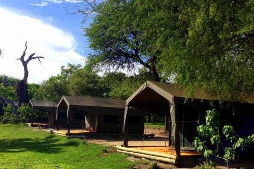 Drifters Maun Lodge tent